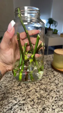 Propagating some roses 🌹 #rosepropagation #propagatingroses 