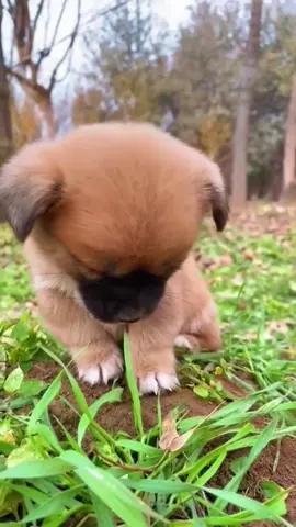 Dozing puppy❤️🤣#dog #dogsoftiktok #dogtok #funnydog #puppydog#puppytiktok #funnydogvideos #tiktok #fyp