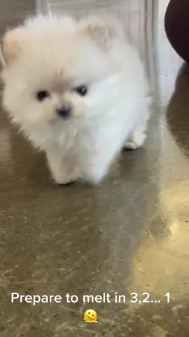 Can anyone resist this smol friend?!  #fyp #pomeranian #poms #pom #toypom #toypomeranian #toypomeranians #toypomsoftiktok #vetnurse #nurse #veterinarian #vet 
