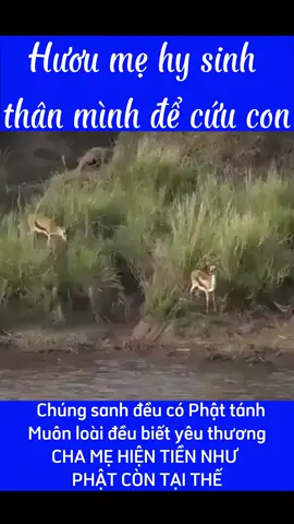 Hươu mẹ hy sinh thân mình để cứu con!!!! #huoumecuucon #thinhhanh  #trend