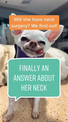 Recheck appointment update. I finally started a Go Fund Me. Wanted to wait until surgery was on the table 😳 #chihuahua #dogstory #doghealth #vetcheck #gizziethechihuahua 