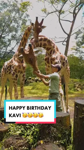 Kak Erik emang perhatian banget deh sm si Kavi mah hihi. Makasih ya kak Erik udah jagain Kavi. Semoga Kavi sehat selalu 😘 #fyp #fypシ #fypage #viral #jerapah #tamansafari #tamansafariindonesia #tsibogor #tamansafaribogor #puncak #puncakbogor 