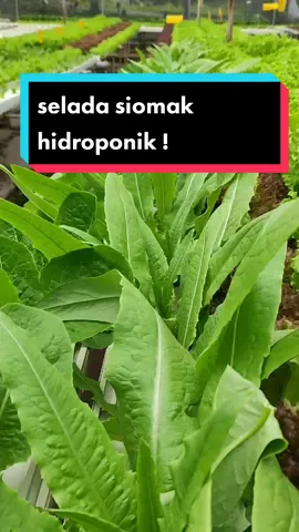 Selada siomak hidroponik #tani #tanivlog #selada #sayur #siomak #hidroponik #agro #farmer #farmerlife 