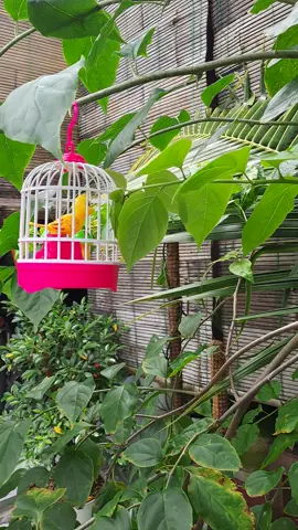 burung kenari #burung #kenari #mainanviralditiktok 