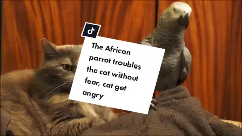The African parrot troubles the cat without fear😂😂😂#africangreyparrot #africangreyparrotchanell #africangreyparrots #africangreyparrott #africangreyparrotsoftiktok #africangreyparrotsofinstagram #africangreyparrotp #africangreyparrotsoftiktokg #africangreyparrot 🦜 #africangreyparrotoftiktok #africanparrot #africanparrots #africanparrotsofinstagram #africanparrota #africanparrotsp #africangrey #africangreys #africangreygirl #africangrey_simone #africangreycongo #congoafricangreyparrot #congoafricangreyparrots #parrot #parrotsoftiktok #talkingparrot #parrotlove #parrotlover #petparrot #parrotslover #parrotsoftiktok #funnyparrot #parrots #parrotsworld #parrotslove #parrotstand #petparrot #parrotstiktok #parrotlove #parrotlife #funnyparrots #funnyparrotcomedy #funnyparrotvideos #funnyparrotvideo #funnyparrotscompilation #funnyparrotsdancing #funnyparrotsvideos #funnyparrotchallenge #funnyparrotsgoingcrazy #cat #catsoftiktok #cats #catlover #cattok #petcat #petcats #petcat #parrotandcat #parrotandcats #parrotcat #love_cat_nd_parrot 