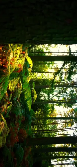 First edit #corecore #nature #trees #plants #fyp #xyzbca #foryou #viral #silohdynasty