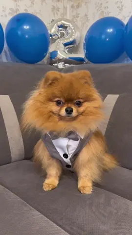 2 years !!🥳 #fypシ #newtrend #dog #dogs #dogsoftiktok #DogTraining #puppy #bestdog #happybirthday #birthday #spitzartchi #pomeranian #2years #doglove #foryoupage 