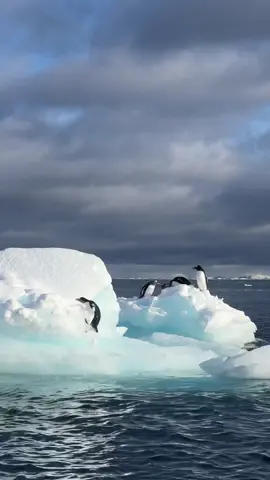 Penguins are ao funny 😆🥹🫶🏼🐧🇦🇶@albatrosexpeditions #penguins #antarctica #fyp #penguins #penguin #antarcticaunlocked 