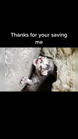 #cat #pet #foryou #animals #fyp #catlover 