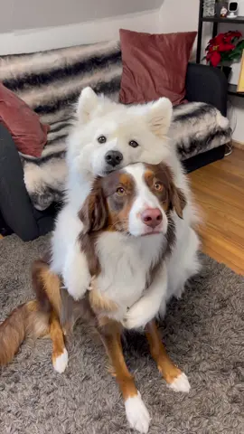 The cutest duo! Who wants a hug? #dog #cutedog #puppy 