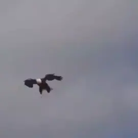 KARTAL👑#kartal #hayvanalemi #asalet #HAYVANLAR #HAYVAN #KESFTEYİM #kesfetturkiye #KEŞFET 