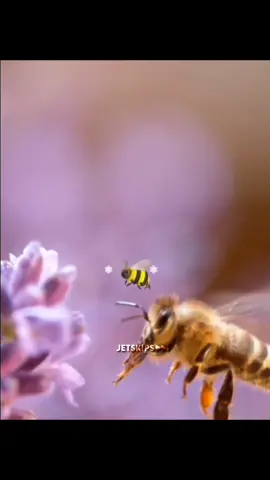 honey never spoils 🗣️❗❗❗🍯🍯🐝 #fyp #foryou #honey #bee #blowthisup #xyzbca #edit #honeyedit 