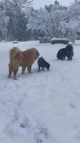 #Pitbull vs #tibetanmastiff #fyp #dogsoftiktok #play #allbarknobite #winterishere 