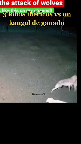 #kangal  #alabai  #parati  #viral  #fyp  #lobo 