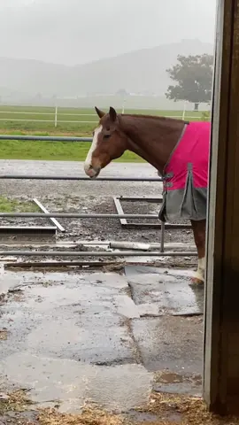 California atmospheric river means shower time for Pronto 🫠 he’s such a goof! #california #atmosphericriver #horse #horses #funny #funnyanimals #iloverain #rain #raining #equestrian #horsegirl #horsegirproblems #horsesoftiktok 