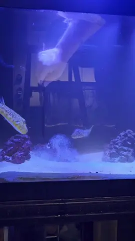 puffer attack! #pufferfish  #feeding #aquarium 