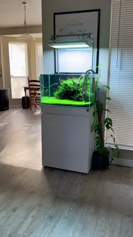 Slice of nature inside your living space #plantedtank #aquascape #aquarium #tiktok #fyp #oase #plants #uns #aquariumhobby #aquascapeindonesia #plantedaquarium 