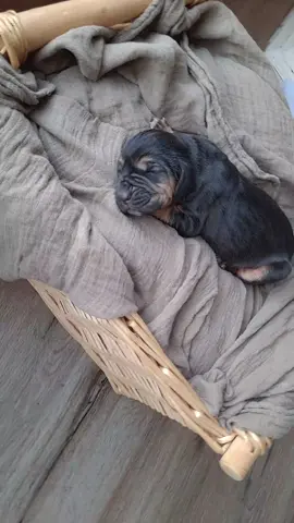 I'm using this sound at every photoshoot until we are TikTok famous 😏 #bloodhound #bryantbloodhounds #puppy #bloodhoundpuppy #famous 