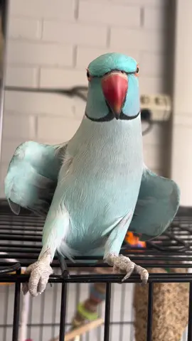 Can zazu get a kiss ? 🥺🦕🐦 #tiktokaustralia #trending #fyp #zazu #indianringneck #birdie #bluechicken #cutie #Love #nature #birb #blue #nice #sweet #cute #tiktok #adorable #animals #kiss #vibes 