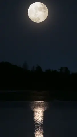 Moon Over Lake #background #backgroundvideo #wallpaper #freevideo #wallpapervideo #livebackground #freewallpaper #moon 
