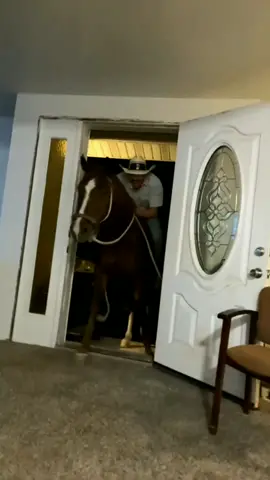 I can honestly say I've never ridden a horse into a house. The dogs are confused. The woman is big mad. The horse is whatever. The cameraman can't stop laughing. The cowboy surely said 