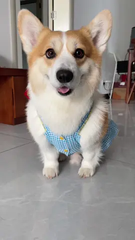 #corgi #corgipuppy #coegisoftiktok 