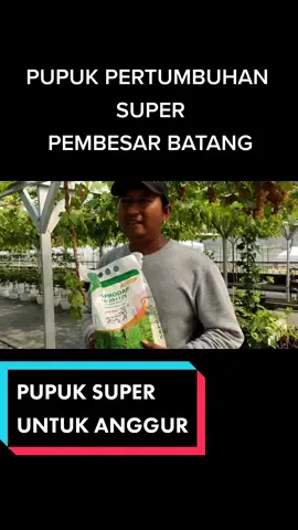 Pupuk anggur anti ribet dan hasil maksimal.. order now di keranjang kuning ya ... #boosteranggur #anggurimport #kebunanggur #pupukanggur #pohonanggur #pupuknpk #petanimilenial #urbanfarming 