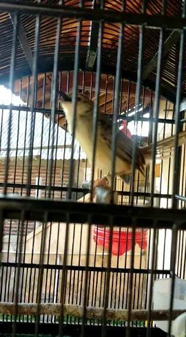 cigun ngebren ak47 #cigunngacor #cigunngacor #ciblekgununggacor #ciblekgunungindonesia #ciblekgununggacorngebren #kicaumaniajatim #kicaumania_indonesia #kicaumanianusantara #dapormuchanel #kicaumania #kicaumaniaindonesia #banyuwangitiktok 