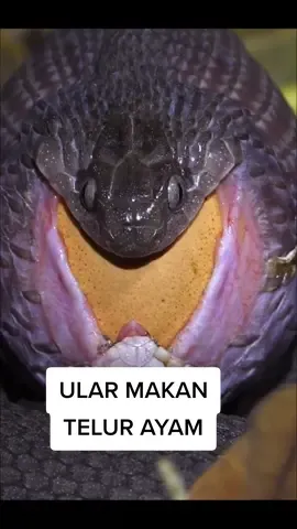 Kobra makan Telur ayam.! #ularberbisa #ularpiton #ularsawa #snake #kingcobra🐍🤘 #animalstok #anakonda #ularkobra #ularbesar #hewandidunia #hewanlangkah #fypj #fypl #fypi #fypfiralシ #foryou 
