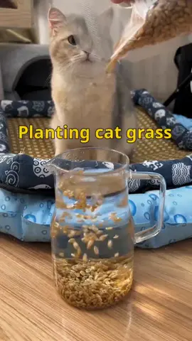 Pet cat grass na mabuti para sa mga alagang hayop. #catgrass #catgrassislife #grass #pettip #pettips #fyp #foryou #goodthing #shopping #tiktokshop #notwomcn #notwomcnph 