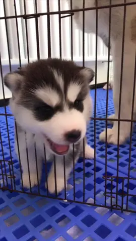 汪了個汪→你的脑子哪去了#狗 #狗狗 #萌寵 #萌寵搞笑合集 #萌寵facetime #萌寵巡邏 #萌寵範例影片 #萌寵當家 #dog #dogs #doglover #doggo