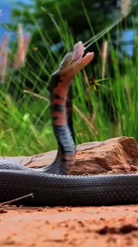 Berbahaya apabila King cobra keluarkan cairan.,#duniahewan #satwaliar #pecintahewan #kingcobra #lindungi #peduli 