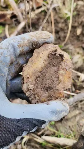 and part 3 of the agate bed in SW WA state! #agate #rockhunting #carnelian #fyp #rockhounder #digging #rocktok #pnw #wa 