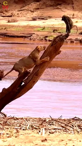 Lion Attack on monkey #lion #lionattack #shorts #wildlife #foryoupage #trending #fypedit #fypシ゚viral #wild #animalsoftiktok #animalPlanet #trend 