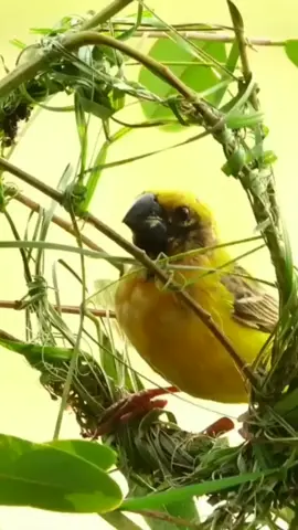 Proses Pembuatan Sarang Burung Manyar . . .