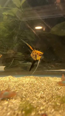 #angelfishparadise #tropicalfish #aquarium #aquariumhobby #aquariumprofessional #exoticfish #rarefish #cichlid #cichlids #southamerica #angelfish #akwarystyka #skalar #scalare #amazon #fishbreeding #breeder #fishtok #aquariumpro #proaquarist #fyp #hobby #nature #fishtank #myhobby#fishkeeper #fish #fishtank #freshwateraquarium #aquariumfish  #tropicalfish #plantedaquarium #aquariumsofinstagram  #freshwater #fishkeeping #freshwaterfish #freshwatertank #aquatics #fishfreak #aquariumfans #akwarystyka #skalary #viral #akwarystykaslodkowodna 