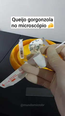 Queijo gorgonzola no microscópio 🧀. Se gostou deixe seu like❤. #queijo #gorgonzola #fungos #microbiologia #biologia #alimentos #mundomicro 