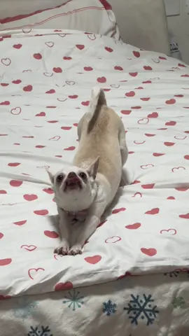 Niki farting on live😭😭💀#fyp #chihuahua #dog #nikiozeri #mreviatar #fart 