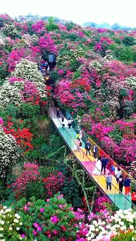 China Baili Azalea Scenic Area, the world's only Azalea National Forest Park #beautiful #scenery #healinglandscape #rhododendron #seaofflowers 