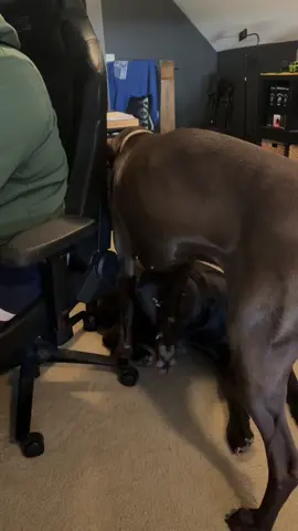 Stopped them in their tracks #dogsoftiktok #greatdane #daniff #funny 