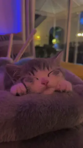 Sorry for the pickle spam,shes just being too cute 🥰 #britishshorthair #picklethecat #kitten 