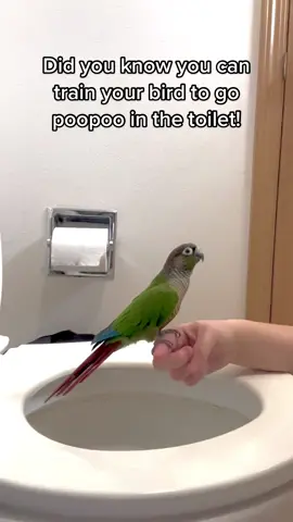 Gatta love the morning poop lol  #greencheek #greencheekconure #conure #conuresofinstagram #parrotsofinstagram #birdsofinstagram #conures #bird #parrots #parrot #birds #conurelove #conuresofig #greencheekconuresofinstagram #birb #petsofinstagram #parrotlife #conuresonly #gcc #engagednotcaged #parrotlover #parakeet #pineappleconure #cute #greencheekedconure #conurelife #conureparrot #petbird #greencheekconures #parrotsofig