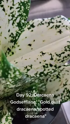 Day 92: Dracaena Godseffiana. 