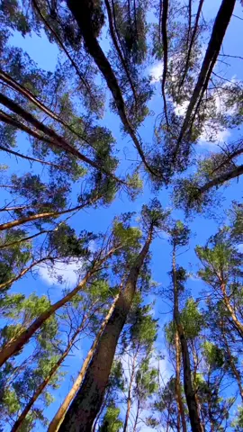 Step out into nature 🦄🍄🌈 . . Original video by @tanczacachmura on Instagram . . . #fyp #foryoupage #trending #trippy #trippycontent #trippyvideos #trippyvids #psychedelic #psychedelicvideo #psychedelictok 
