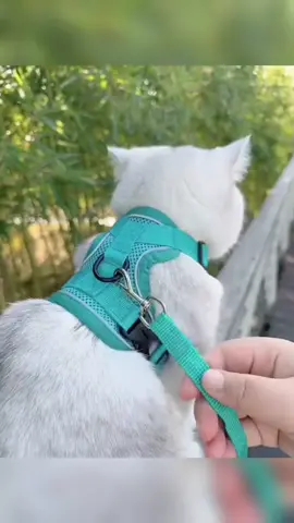 pet Vest and leash For cats and small dogs #Hometokshop #HomeBudolFest #MySweldoBudol #SuperSulitSale #vest 