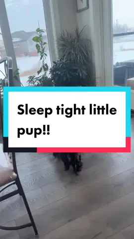 The perfect bed for this little pup!! #minidachshund #dachshunds #dogsoftiktok #minidachshundsoftiktok #dachshundsoftiktok #doglovers #dogowners #ourpetsarefamily #ourdogiscuterthanyours 