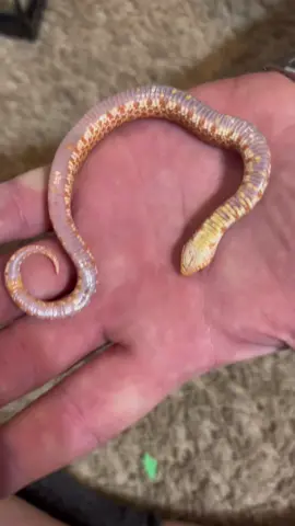 Hognose snake playing dead#fyp 