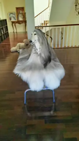 beautiful#dog #cute #pet