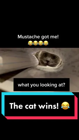 Haha! Mustache got me through that paper tunnel! He comes running if you get out paper!😂 #mustache #homestead #cat #kitty #laugh #paper #funny 