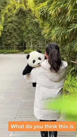 Do you want one? 😄😄😄 #panda #adorable #funnyvideos #pandasoftiktok #babypanda💚 #cuteaniamals #pandapuppy #pandatoys #pandalove #simulationtoy #foryoupage #fyp 